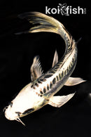 9" KIKOKURYU BUTTERFLY