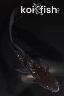 5.25" GINRIN OCHIBA SHIGURE BUTTERFLY