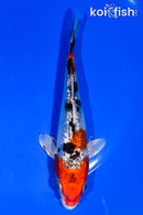 5" GINRIN YAMATO NISHIKI