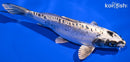 7.5" KIKOKURYU