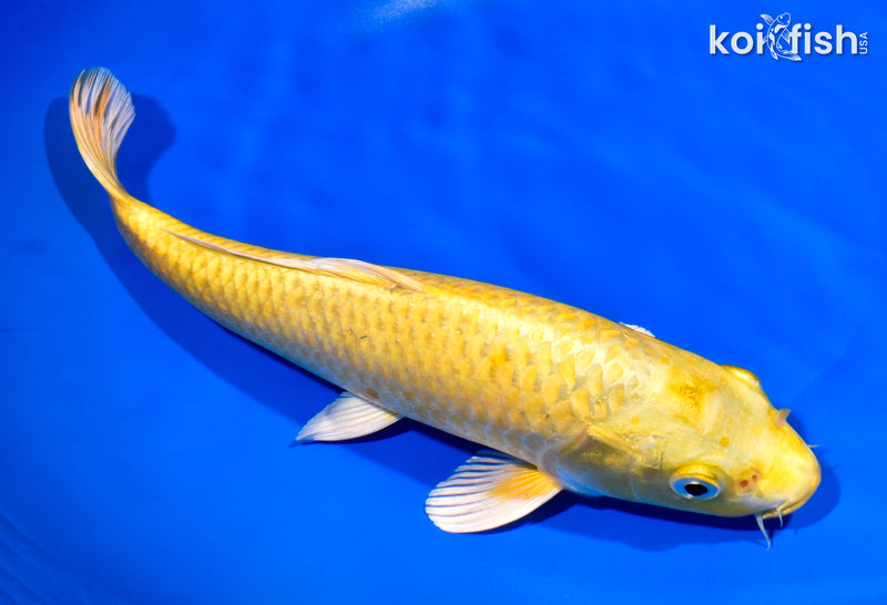 10.5" YAMABUKI OGON
