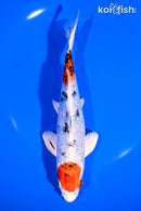 7" GINRIN MARUTEN YAMATO NISHIKI