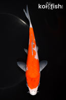 6.75" GOSHIKI