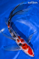 10" SANKE BUTTERFLY