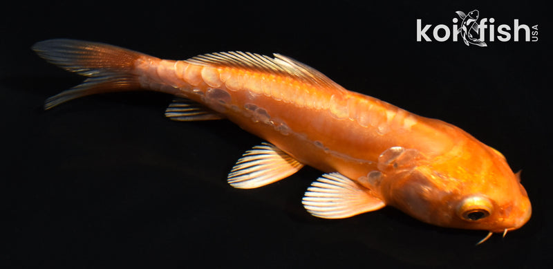 4.5" DOITSU ORENJI OGON