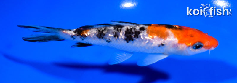 5.25" GINRIN SANKE