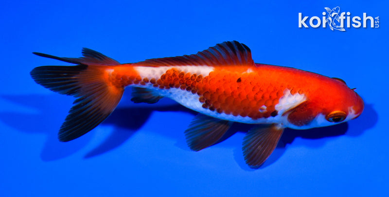 4.75" WAKIN GOLDFISH