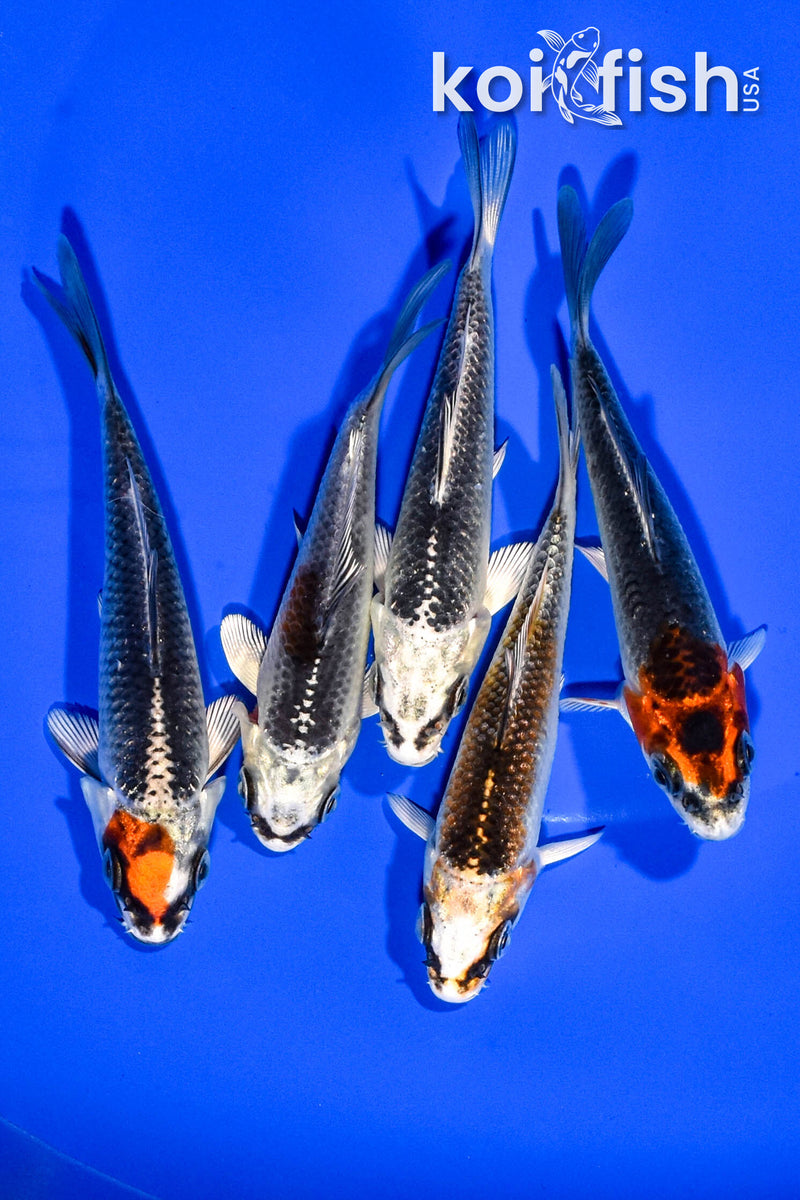 PACK OF (5) 3.5"-4" STANDARD KOI