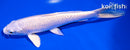 6.5" PLATINUM OGON