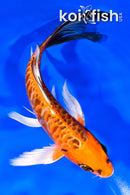 6.75" ARAGOKE ORENJI MATSUBA BUTTERFLY
