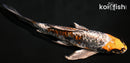 7.75" BENI KIKOKURYU BUTTERFLY