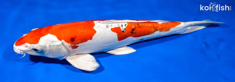 15.25" HEISEI NISHIKI
