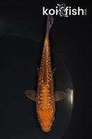 5.25" ARAGOKE CHAGOI