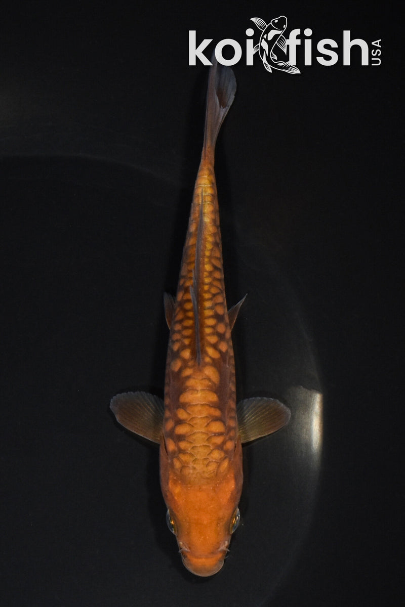 5.25" ARAGOKE CHAGOI