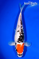 10.75" BENI MATSUKAWABAKE