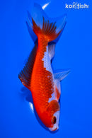 5.75" SARASA WAKIN GOLDFISH