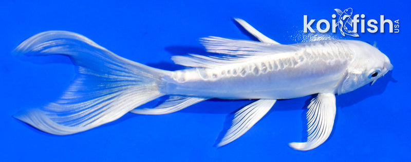 5.5" DOITSU PLATINUM OGON BUTTERFLY