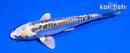 5" KIN KIKOKURYU