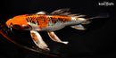 9.5" KUJAKU BUTTERFLY