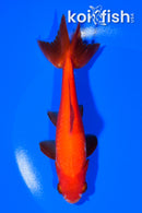 5.75" WAKIN GOLDFISH