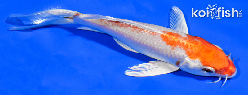 5.5" HARIWAKE BUTTERFLY