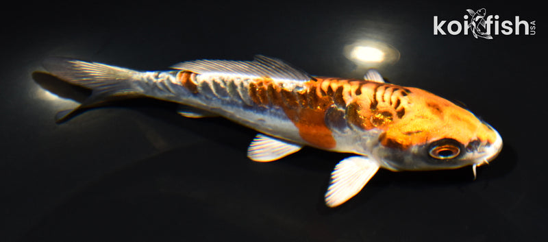 5.25" GINRIN ARAGOKE BENI KIKOKURYU