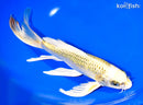 10" KUJAKU BUTTERFLY