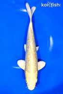 9.25" GINRIN YAMABUKI OGON