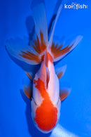 4.75" ORANDA GOLDFISH