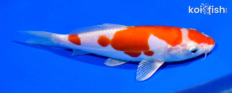 7.25" KIKUSUI