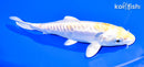 6.5" DOITSU HARIWAKE