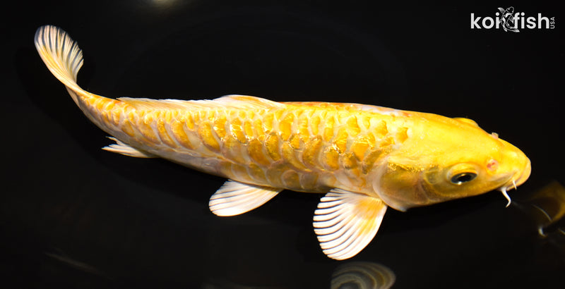 11.25" GINRIN YAMABUKI OGON