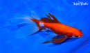 6.25" WATONAI GOLDFISH