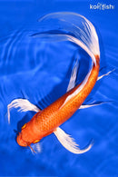 10.75" ORENJI OGON BUTTERFLY