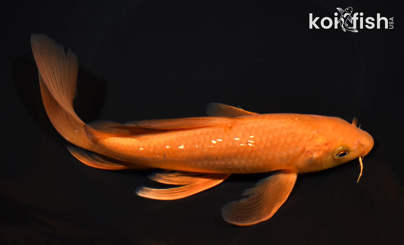 8" CHAGOI BUTTERFLY