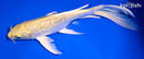 7.75" GINRIN YAMABUKI OGON BUTTERFLY
