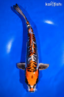 10.75" BENI KIKOKURYU