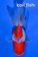 4.25" ORANDA GOLDFISH