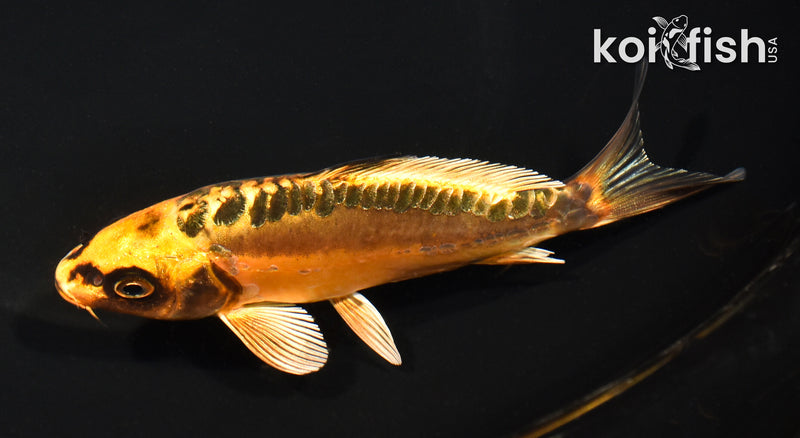 5.25" GINRIN BENI KIKOKURYU