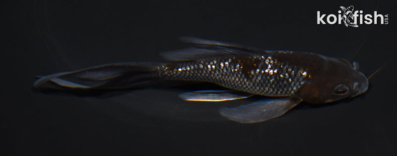 5.25" GINRIN OCHIBA SHIGURE BUTTERFLY