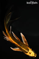 5.5" ORENJI MATSUBA BUTTERFLY