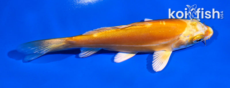 4.5" DOITSU YAMABUKI OGON