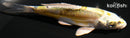 4.25" KIN KI KIKOKURYU