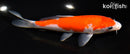 6.75" GOSHIKI