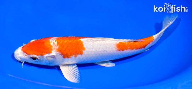 8.5" HARIWAKE