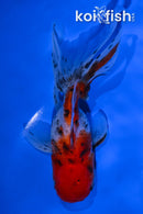 5" CALICO ORANDA GOLDFISH