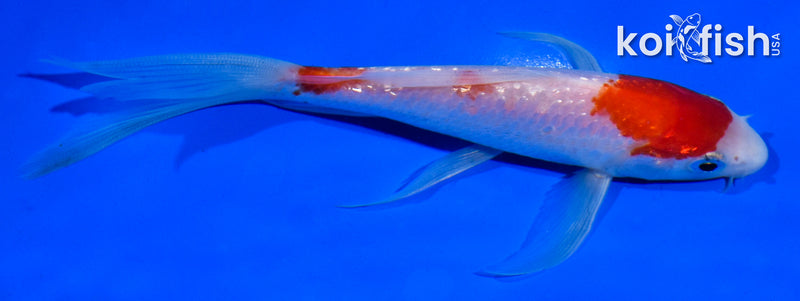 5.5" GINRIN KOHAKU BUTTERFLY