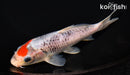 6.25" GOSHIKI