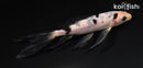 5" SHIRO BEKKO BUTTERFLY