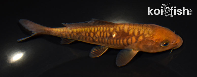 5.25" ARAGOKE CHAGOI